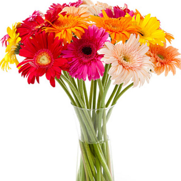 plants that reduce air pollution,  anti pollution plants