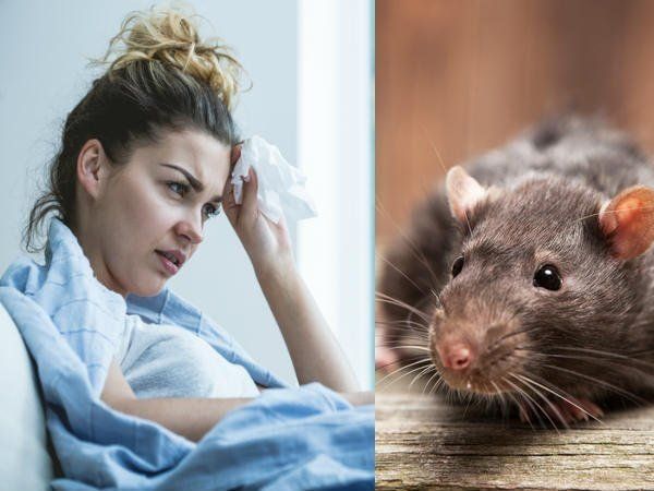 What is rat fever symptoms prevention and treatment