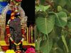 Saturday Puja Shani Dev Raw Milk Peepal tree on shanivar 