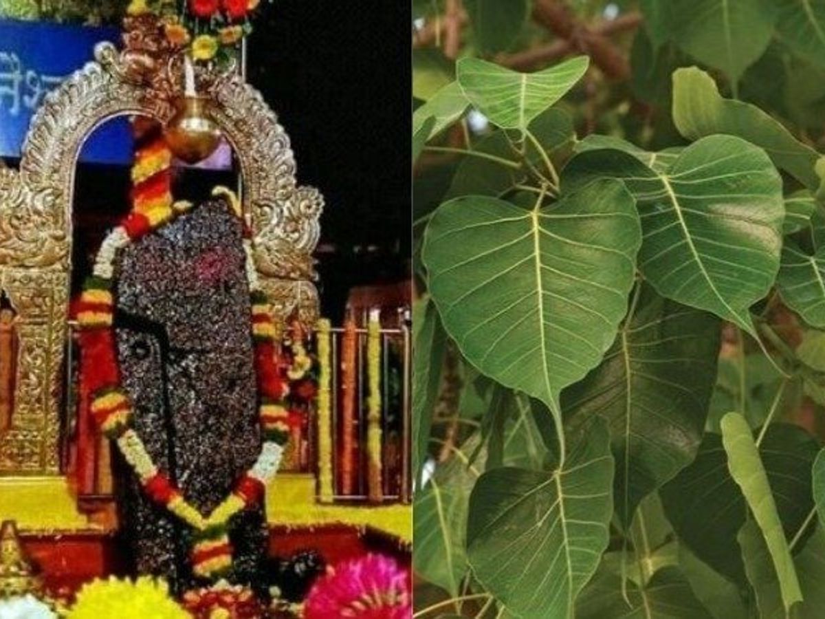 Know why the Peepal tree is revered, by worshiping the Peepal tree one gets the grace of Lord Shani