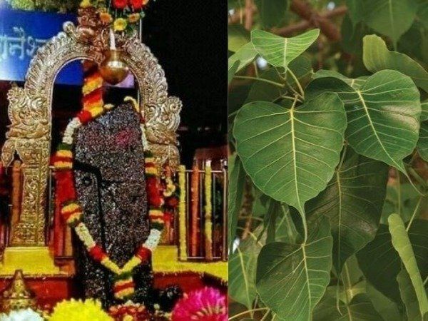 Saturday Puja Shani Dev Raw Milk Peepal tree on shanivar 
