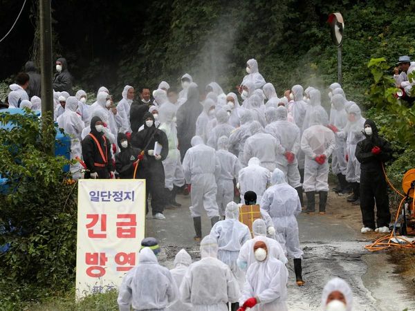 South Korean Imjin river near North Korea border turns red after culling of thousands pig