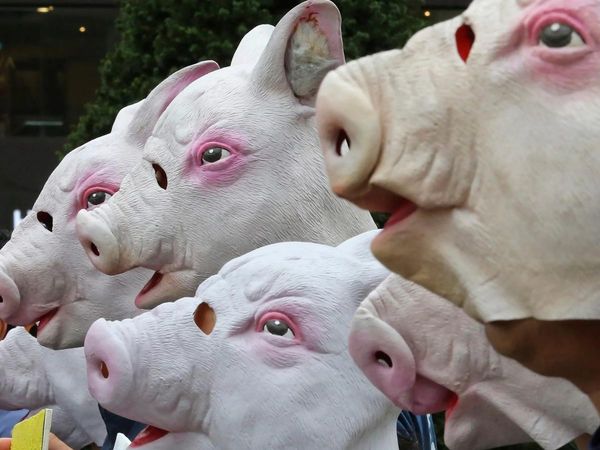 South Korean Imjin river near North Korea border turns red after culling of thousands pig