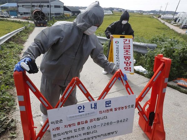 South Korean Imjin river near North Korea border turns red after culling of thousands pig