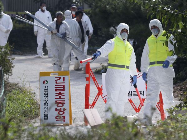 South Korean Imjin river near North Korea border turns red after culling of thousands pig