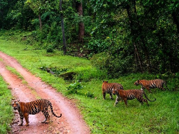 Wildlife Sanctuaries In India, Wildlife Sanctuaries ,Top 10 Wildlife Sanctuaries In India,Top Wildlife Sanctuaries, wildlife sanctuaries and national parks, wildlife national park,national park,वाइल्ड लाइफ सेंचुरी, टॉप 10 वाइल्ड लाइफ सेंचुरी, वाइल्ड लाइफ 