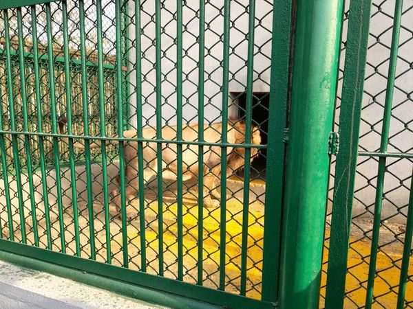  CM City Zoo Gorakhpur