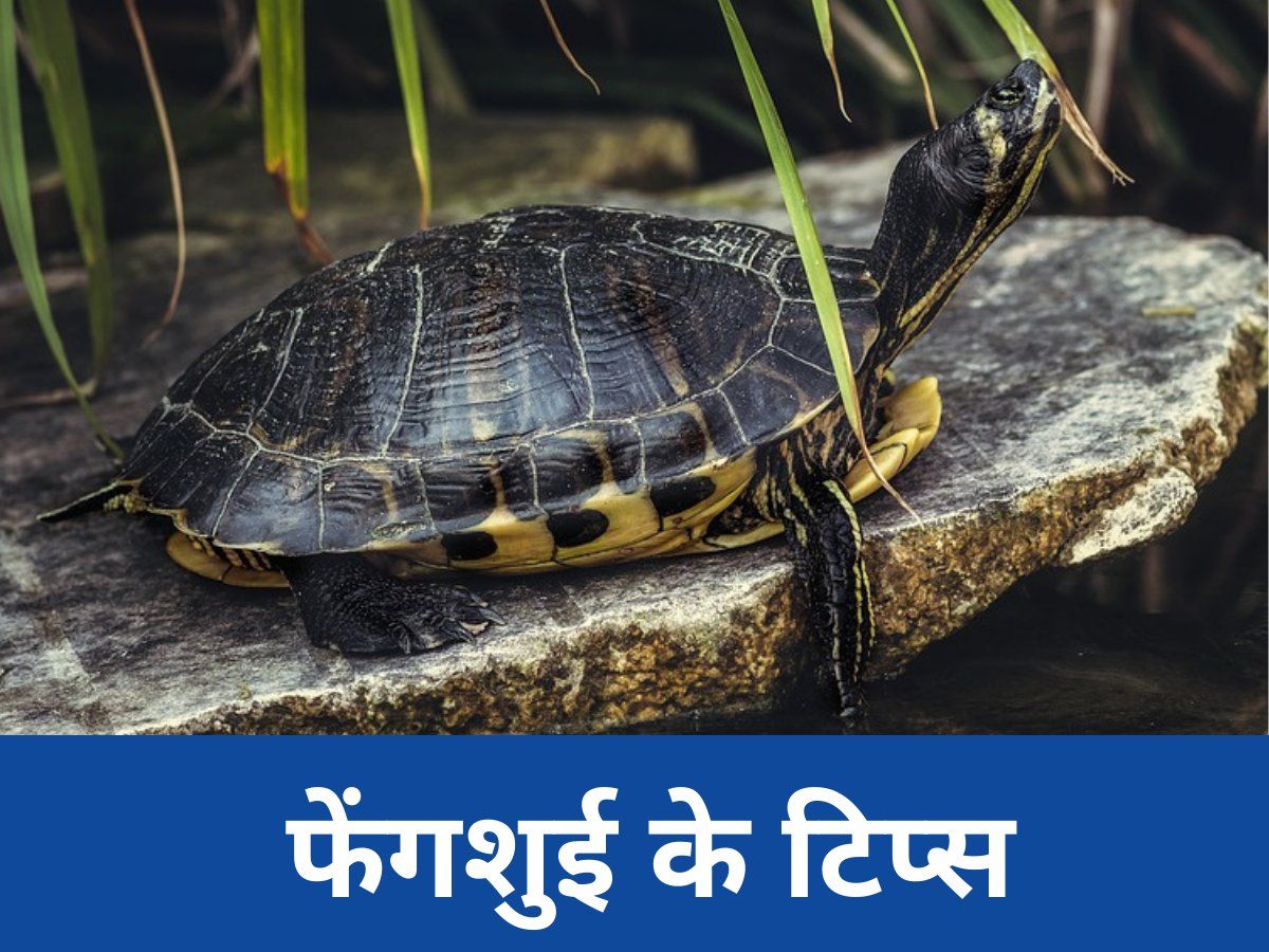 Feng Shui Turtle For Wealth : मनचाही सफलता चाहिए तो फेंगशुई का ये कछुआ लाएं घर, जानें फायदे