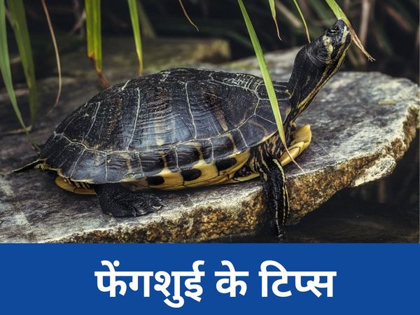 Feng Shui turtle, vastu Tips in hindi, 