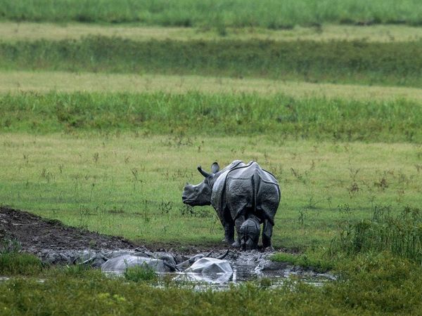  Pobitora wildlife sanctuary,Rhinoceros,newborn Rhinoceros,Gauhati, Gauhati Pobitora wildlife sanctuary,पोबितोरा वन्यजीव अभयारण्य,गेंडे का जन्म,गेंडे , पोबितोरा वन्यजीव अभयारण्य में गेंडे 