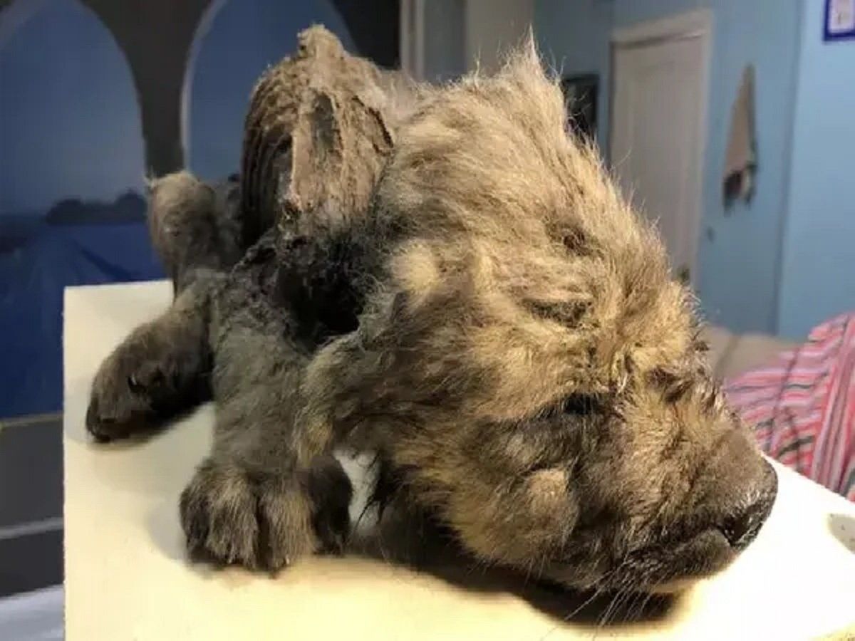 वर्फ में जमा मिला 18000 साल पुराना कुत्ता, सही सलामत मिले शव की [Photos