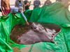 World Largest Freshwater Fish Caught In Cambodia