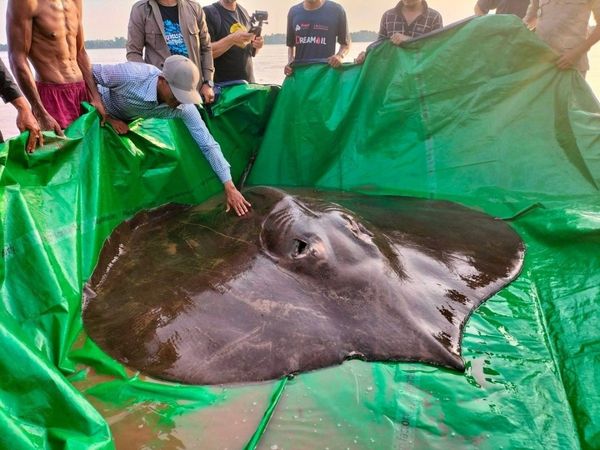 World Largest Freshwater Fish Caught In Cambodia