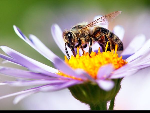   madhumakkhee bhagane ka upaay| How To Get Rid Of Honey Bees At Home,मधुमक्खियों से छुटकारा पाने के लिए अपनाएं ये टिप्स,घर से मधुमक्खियों को भगाने का टिप्स
