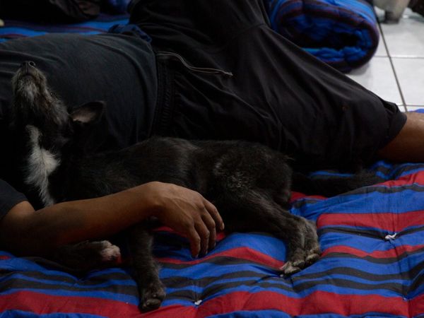 coronavirus and stray dogs