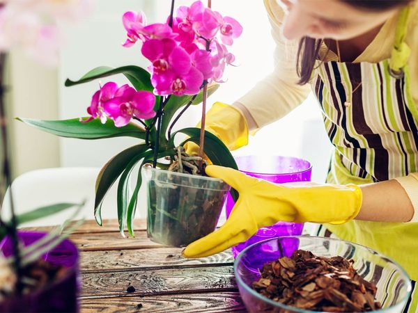 ghar mein bagavaaee ka tarika |Gardening tips and tricks in Hindi,gardening tips for beginners,गार्डनिंग टिप्स और ट्रिक्स, गार्डनिंग टिप्स, गार्डनिंग ट्रिक्स, घर पर गार्डनिंग कैसे करें, गार्डनिंग टिप्स फॉर बालकनी, गार्डनिंग टिप्स इन हिंदी