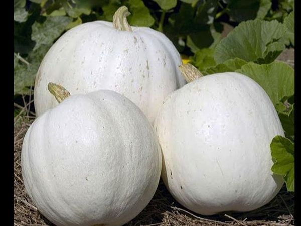 Health Benefits Of White Pumpkin: