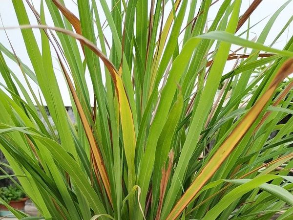 Benefits of lemon grass plant