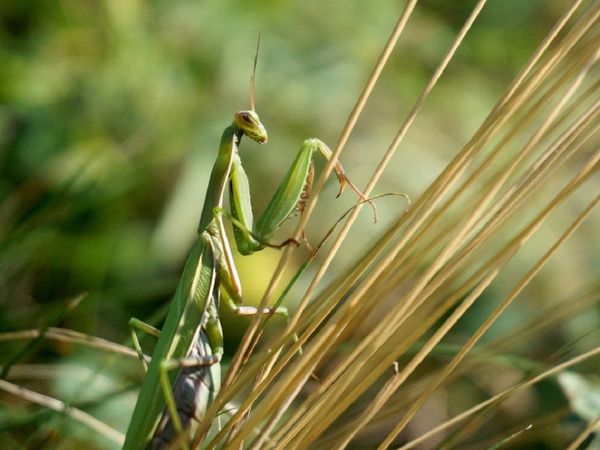  corona crisis Farmers in Rajasthan facing locust challenge