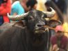Stolen buffalo will have DNA test in Shamli Know About Shocking Truth