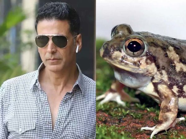 AKshay kumar Frog