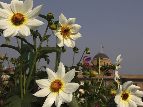 आज से खुल रहा है राष्‍ट्रपति भवन का मुगल गार्डन, जानें क्‍या है टाइमिंग, कैसे करें बुकिंग