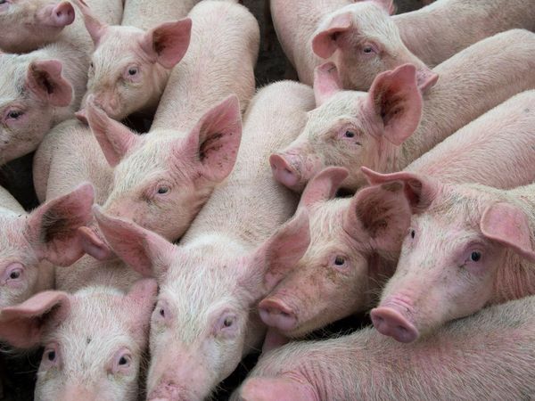 African Swine Flu In Ranchi