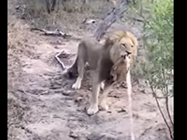 African lion playing tug-of-war