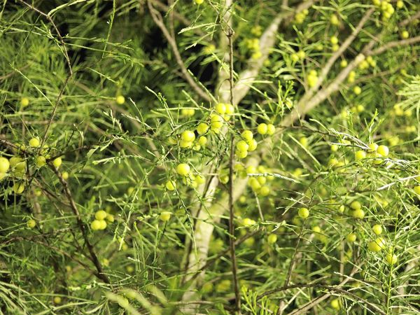 Akshay Navami Vrat Katha in Hindi 2021