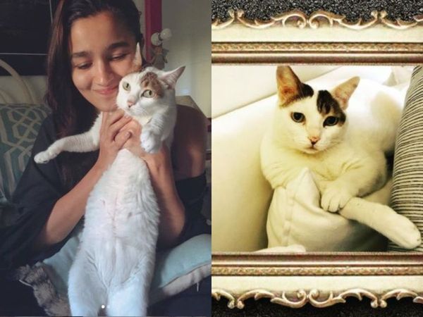 Alia Bhatt Pet cat Sheeba is no more