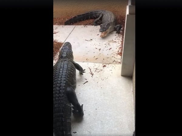 Alligators fight