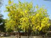 Amaltas Benefits in Hindi