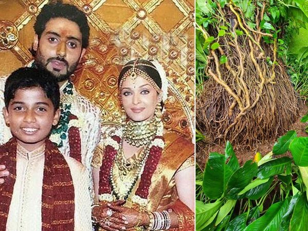 Abhishek Bachchan, Aishwarya Rai Wedding