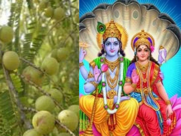 Amla Navami puja , आंवला नवमी पूजा