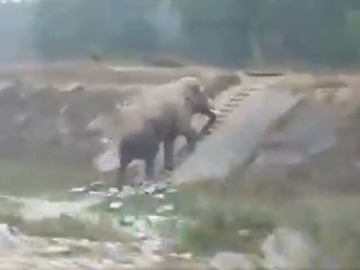 An elephant climbing narrow stairs video has gone viral, संकरी सीढ़ियों