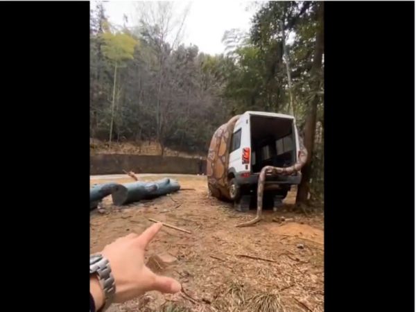 giant anaconda was wrapped in the car Video Goes Viral Know all About Truth