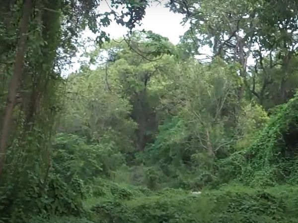 Andhra University Campus