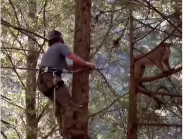 Viral Video Man Climbing a Tree And Wild Animal Preparing to Attack Watch Shocking Video