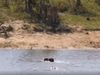 Animal Video Lions And Crocodile Attack on Buffalo Watch Shocking Viral Video