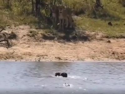 Animal Video Lions And Crocodile Attack on Buffalo Watch Shocking Viral Video Animal Video Lions And Crocodile Attack on Buffalo Watch Shocking Viral Video