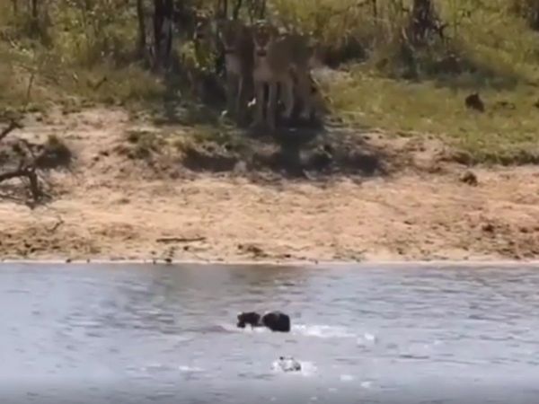 Animal Video Lions And Crocodile Attack on Buffalo Watch Shocking Viral Video