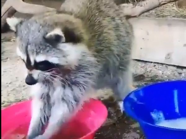 Handwash of animals is being done like this