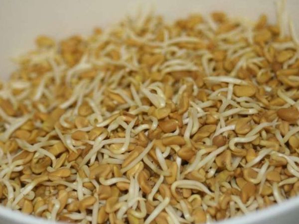 Ankurit Methi dane ke fayde