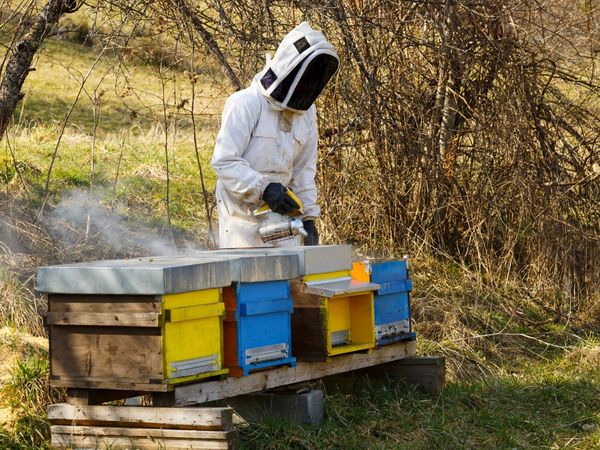 Career in Apiculture