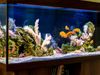 Home Aquarium Benefits For Health in hindi, Home Aquarium Benefits For Health hindi Article, Home Aquarium Benefits For Health, Health Benefits Of a Home Aquarium, स्वास्थ्य के लिए होम एक्‍वेर‍ियम से लाभ, स्वास्थ्य के लिए होम एक्‍वेर‍ियम के अनेकों लाभ, स्