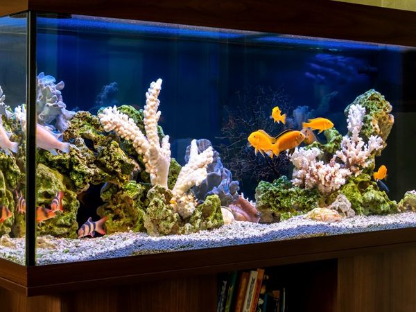 Home Aquarium Benefits For Health in hindi, Home Aquarium Benefits For Health hindi Article, Home Aquarium Benefits For Health, Health Benefits Of a Home Aquarium, स्वास्थ्य के लिए होम एक्‍वेर‍ियम से लाभ, स्वास्थ्य के लिए होम एक्‍वेर‍ियम के अनेकों लाभ, स्