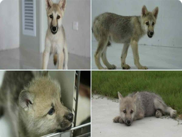 Scientists in China created world first cloned wild arctic wolf Maya watch video