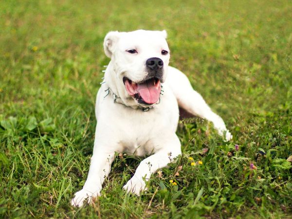 Argentine Dogo Breed dog