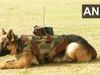 Dogs:सेना ने बनाई अब कुत्तों के लिए बुलेट प्रूफ जैकेट, साथ में सर्विलांस सिस्टम भी