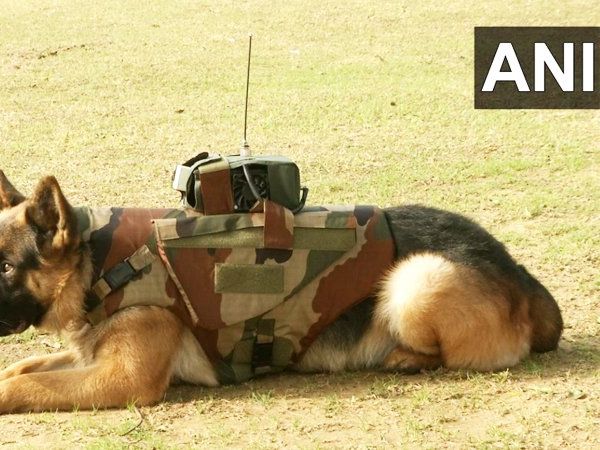 Dogs:सेना ने बनाई अब कुत्तों के लिए बुलेट प्रूफ जैकेट, साथ में सर्विलांस सिस्टम भी